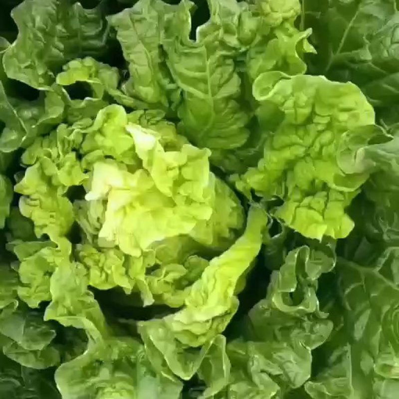 大城县白菜