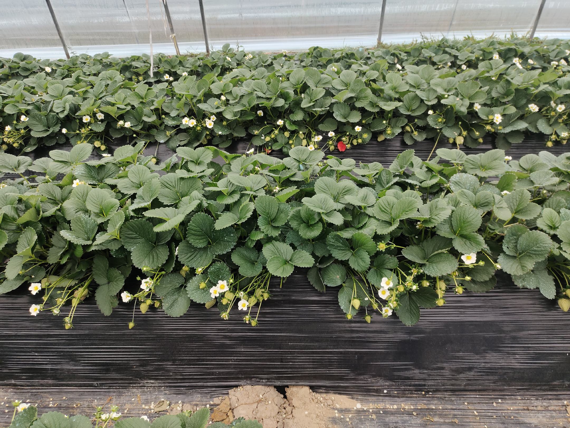 奶油草莓小苗与成熟果实对比图