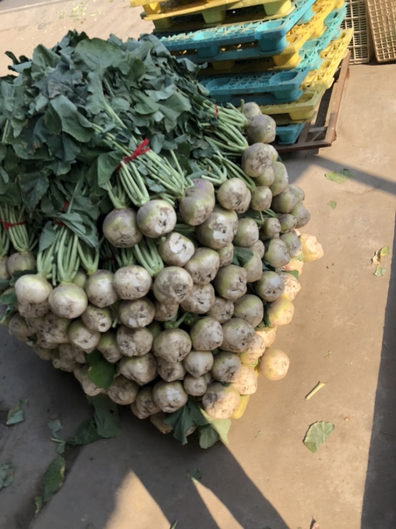 大头菜.芥菜头，龙须菜，江苏.东台，自家农场种植大量供应