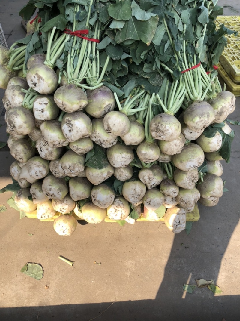 大头菜.芥菜头，龙须菜，江苏.东台，自家农场种植大量供应