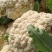 湖北菜花精品松花菜大量上市中产地直供量大从优欢迎联