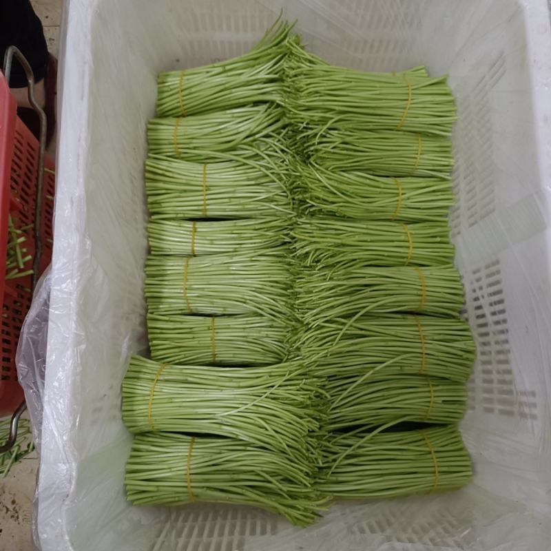芦蒿
