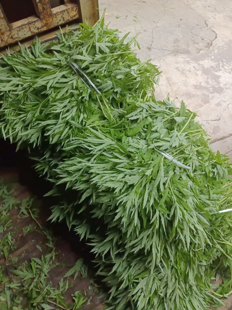 芦蒿