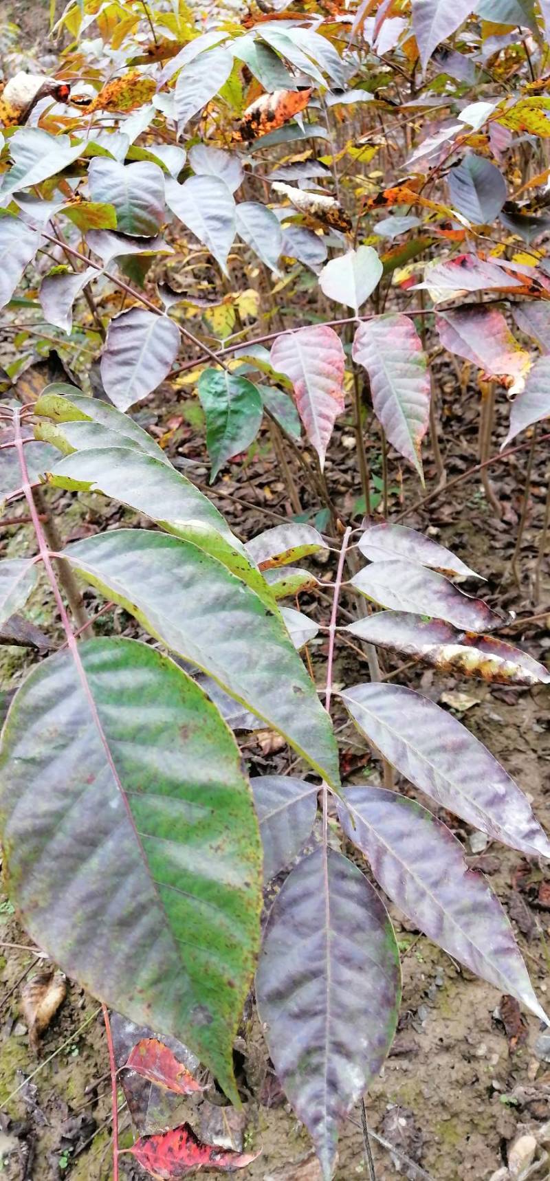 长期供应漆树苗，地径03至1.2cm，高度20至120公