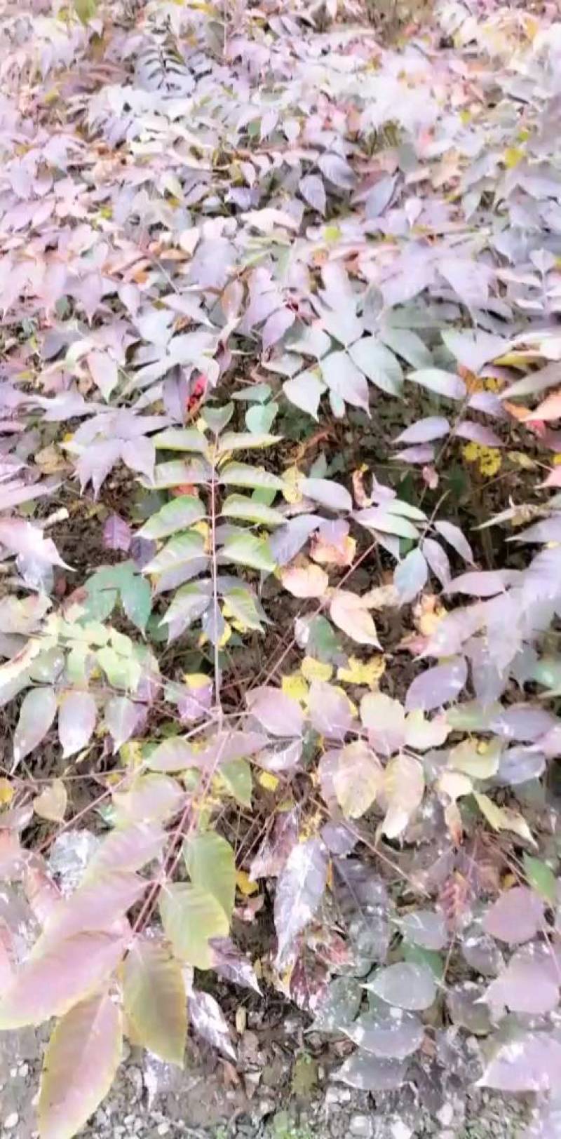 长期供应漆树苗，地径03至1.2cm，高度20至120公