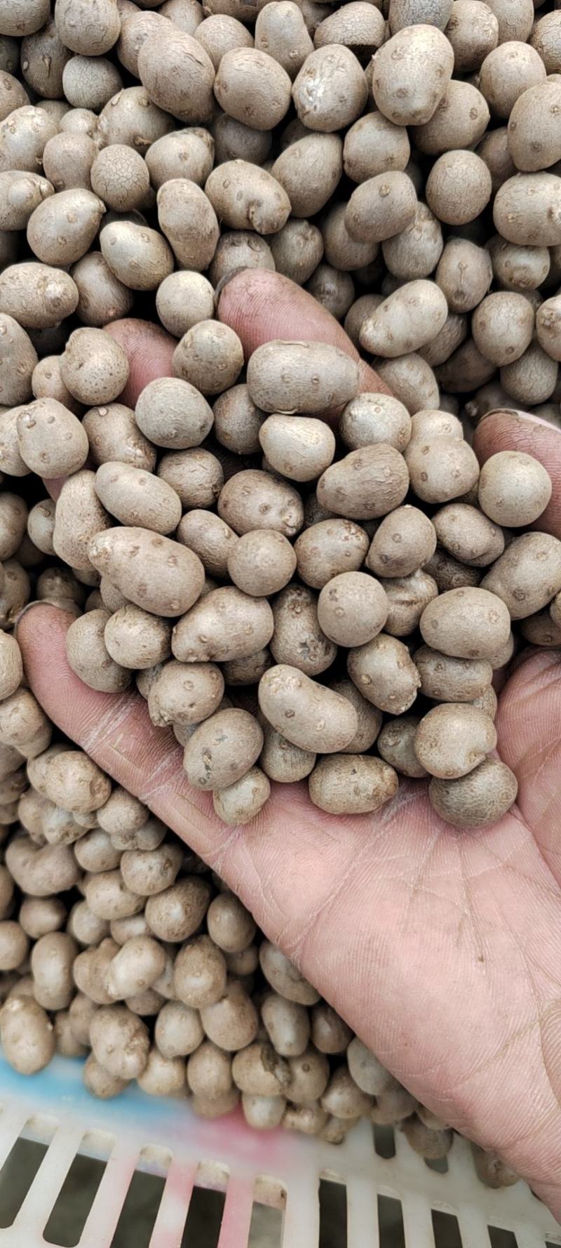 原产地常年批发零售优质白玉山药豆规格齐全价格合