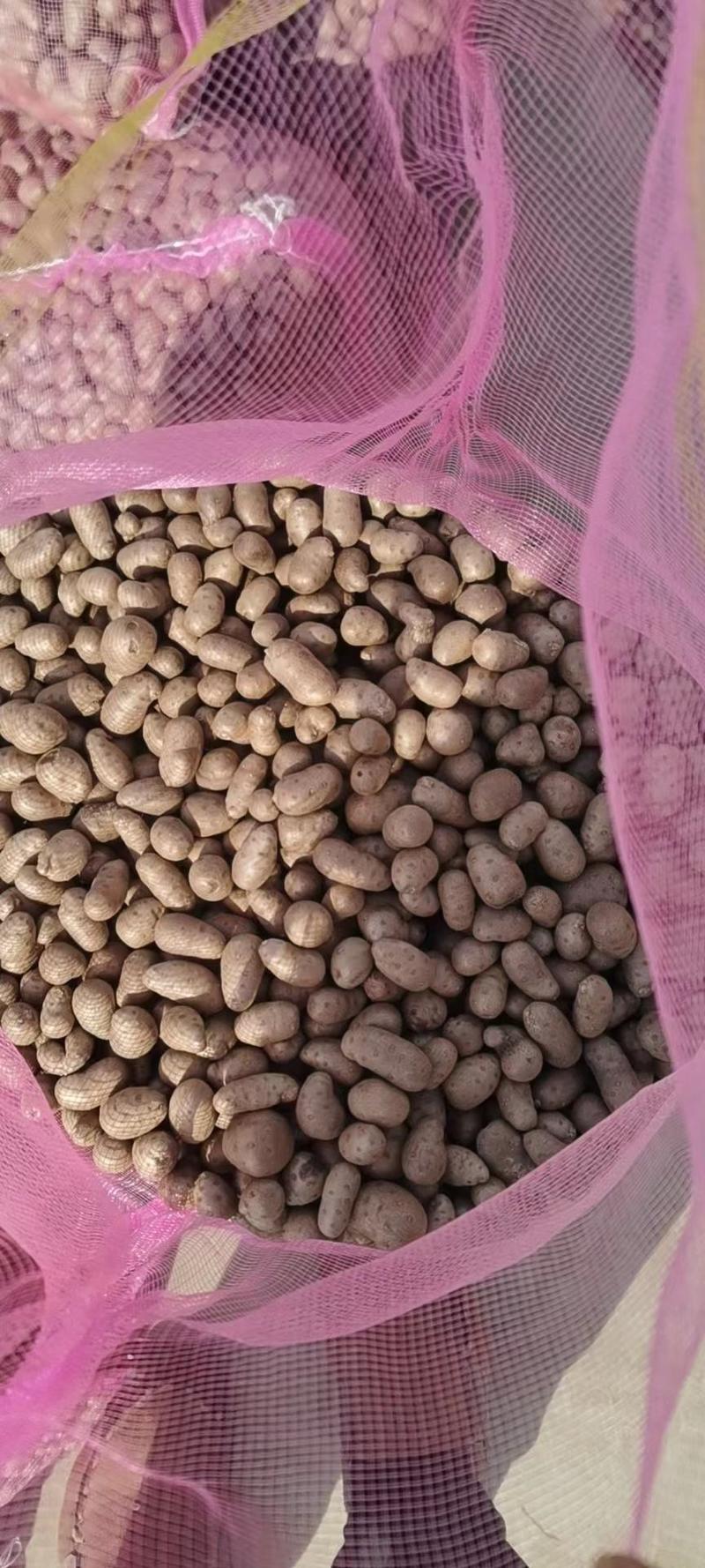 原产地常年批发零售优质白玉山药豆规格齐全价格合