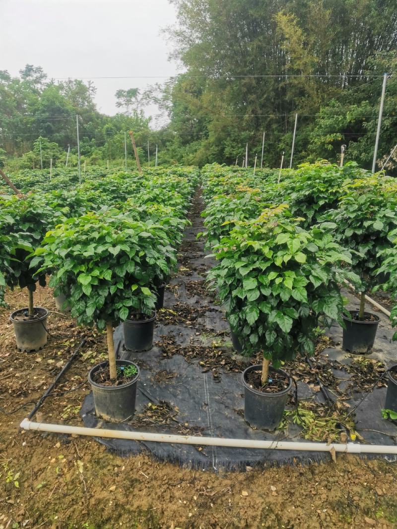 棒棒糖幸福树绿宝盆栽