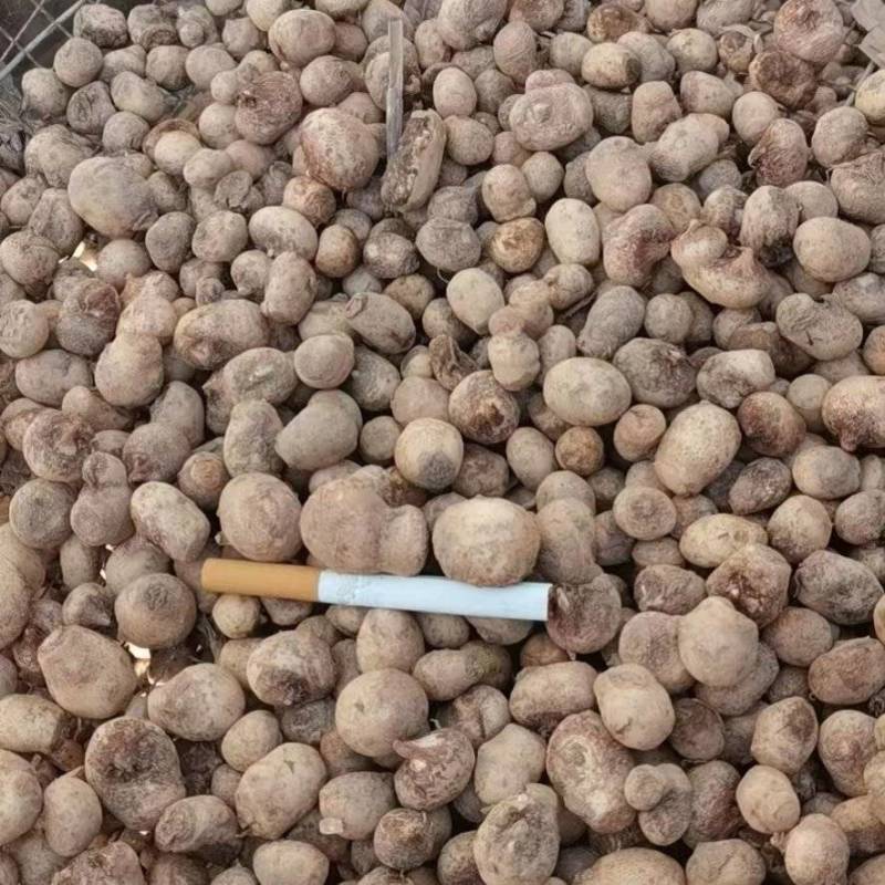 半夏种茎，半夏种植基地，半夏种苗，半夏秧子，半夏育苗