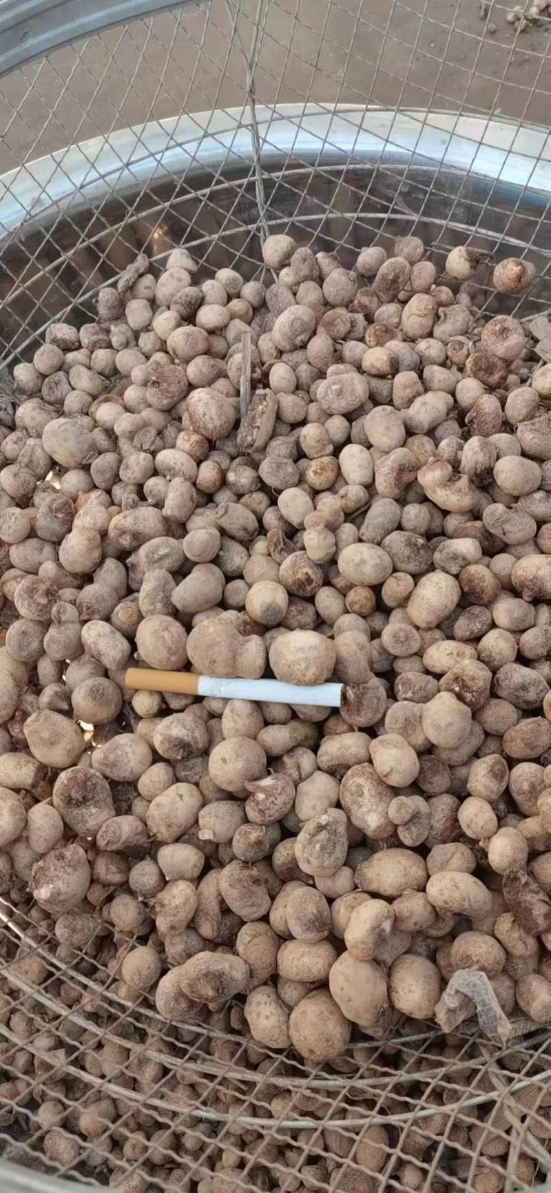 半夏种茎，半夏种植基地，半夏种苗，半夏秧子，半夏育苗