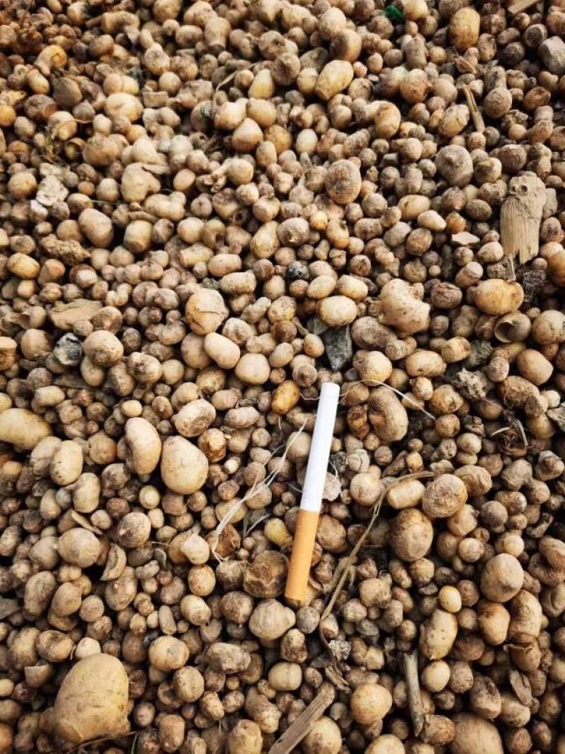 半夏种茎，半夏种植基地，半夏种苗，半夏秧子，半夏育苗