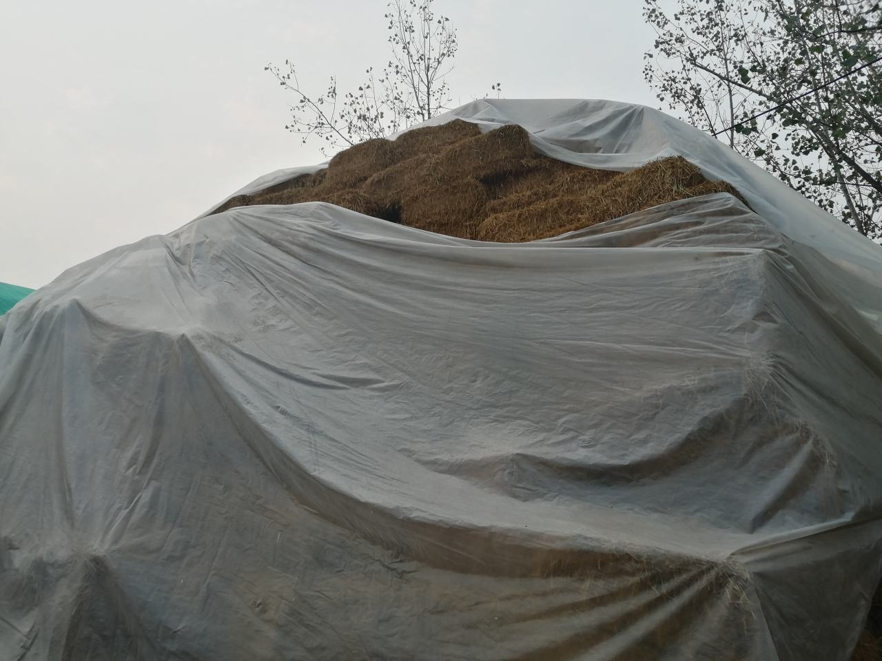 一个长方形的发酵堆,由稻草和牛粪混合堆砌而成,表面覆盖白色放线菌菌丝,工人正在用铁锹进行翻堆作业,背景为塑料大棚结构 姬松茸栽培基质发酵堆现场图