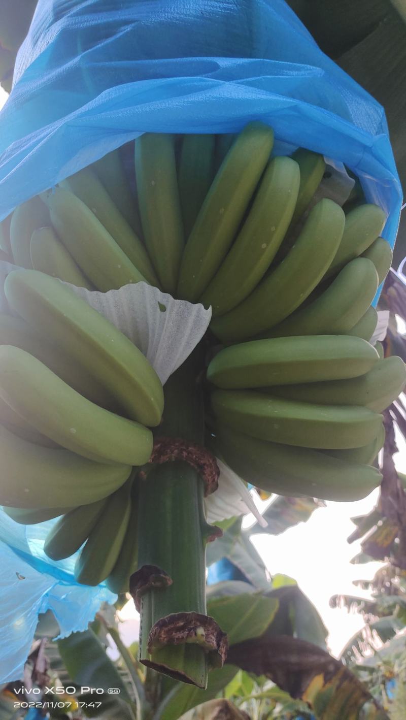 云南红河香蕉，主要，元阳，金平，河口，这里个县，都可以