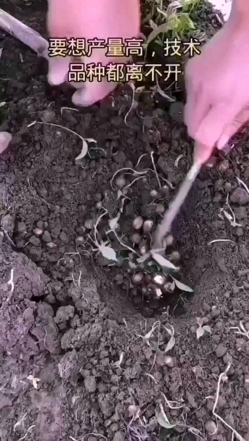 半夏种茎，半夏种植基地，半夏种苗，半夏秧子，半夏育苗