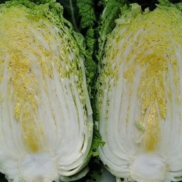 精品娃娃菜