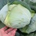 精品娃娃菜