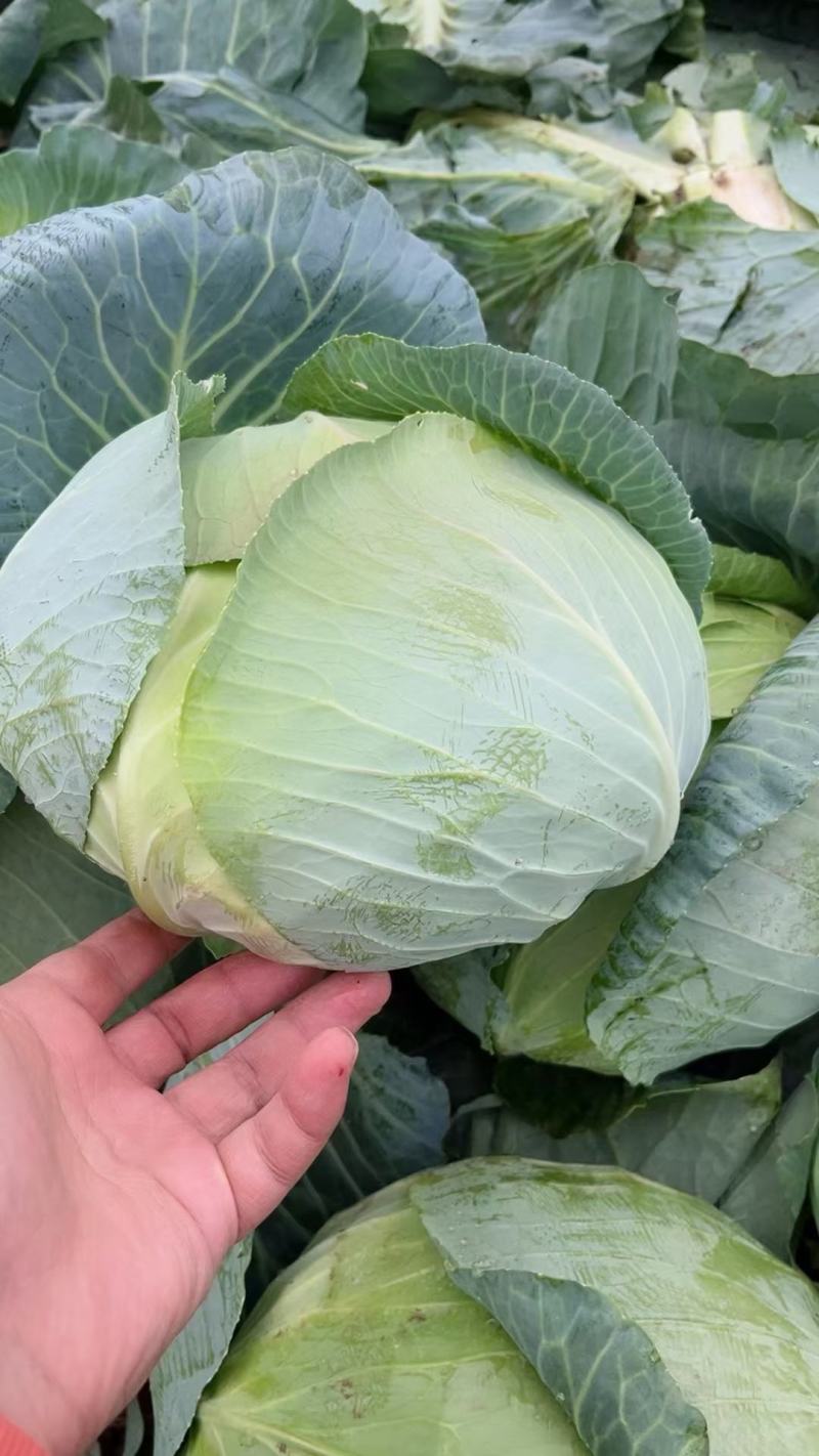 精品娃娃菜