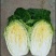 精品娃娃菜
