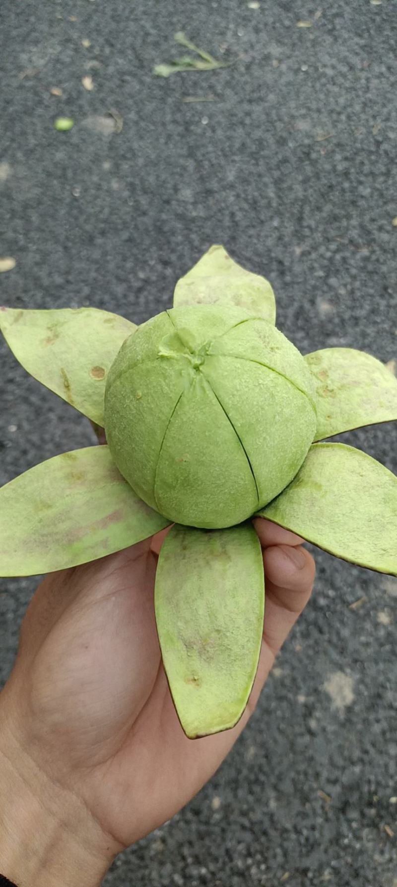 牛油果