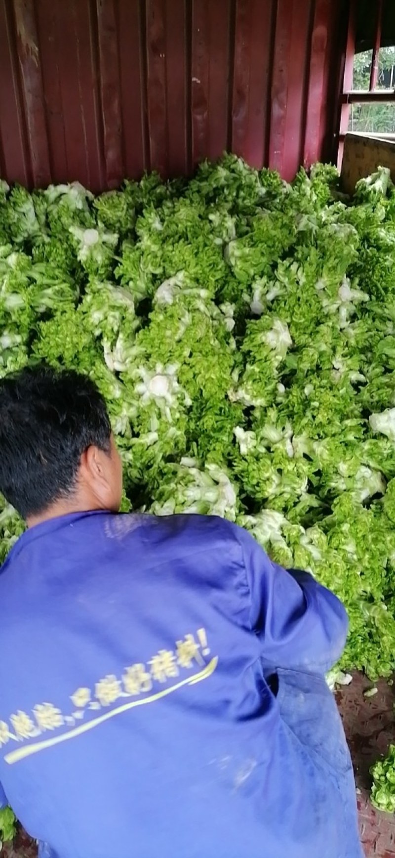 四川儿菜，娃娃菜，对接商超，市场批发量大从优