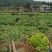 四川儿菜，娃娃菜，对接商超，市场批发量大从优