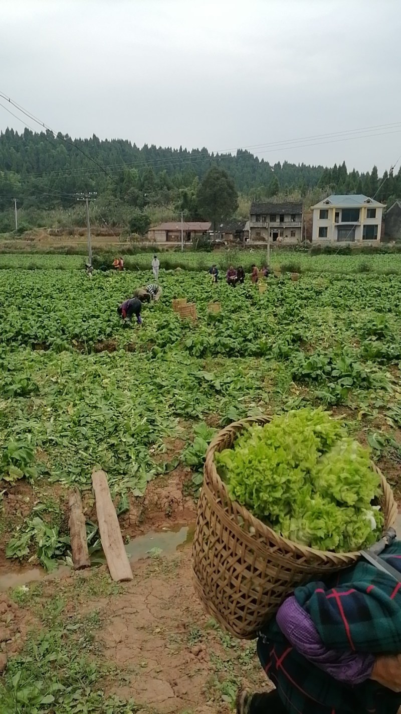 四川儿菜，娃娃菜，对接商超，市场批发量大从优