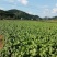 四川儿菜，娃娃菜，对接商超，市场批发量大从优