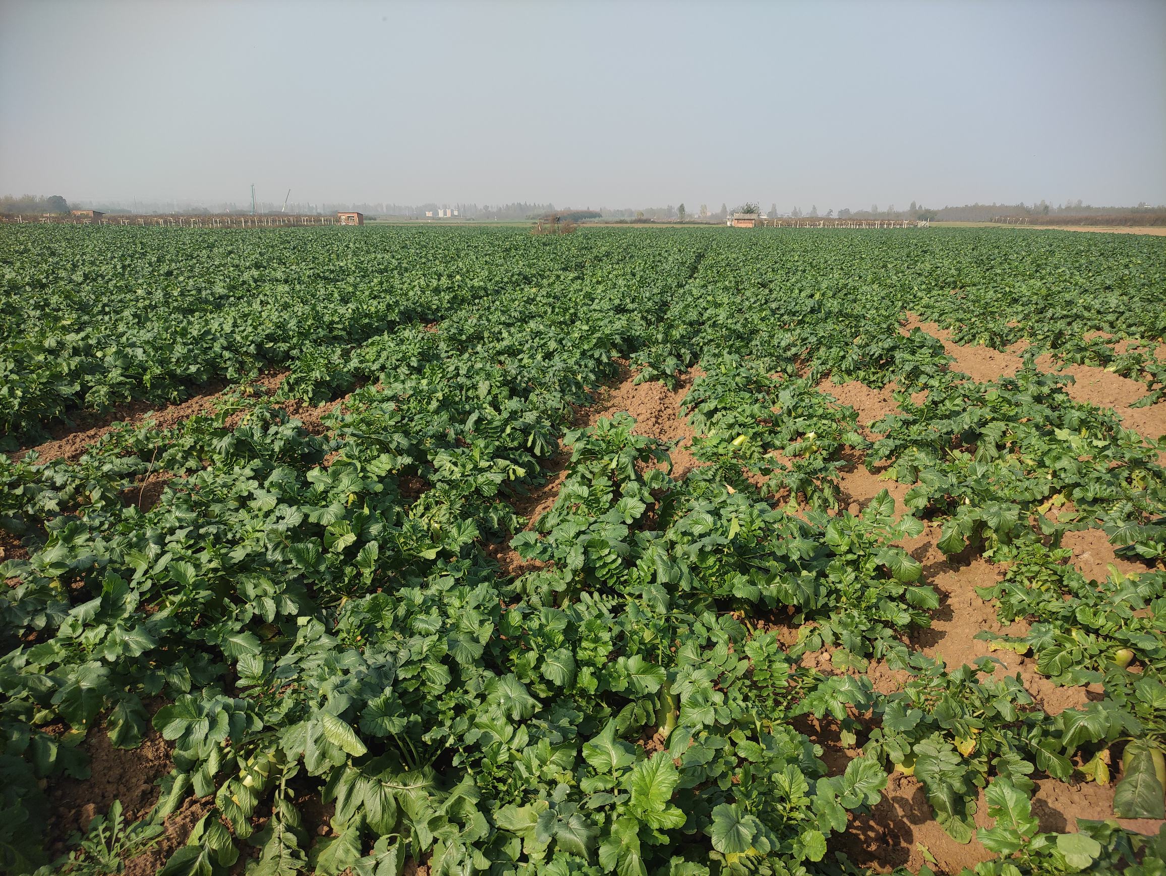 潍城萝卜田间生长实景