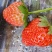 露天冬草莓