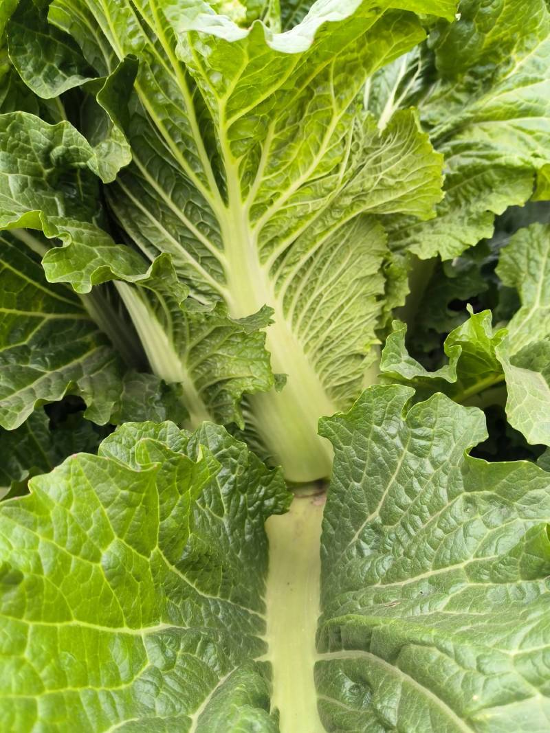 北京三号大白菜