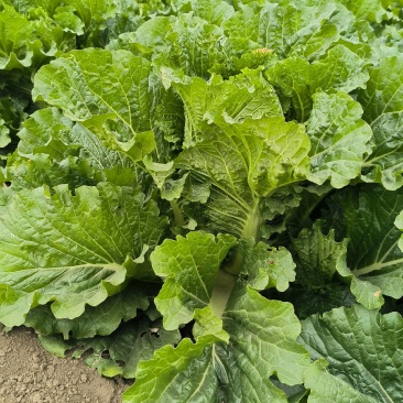 北京三号大白菜