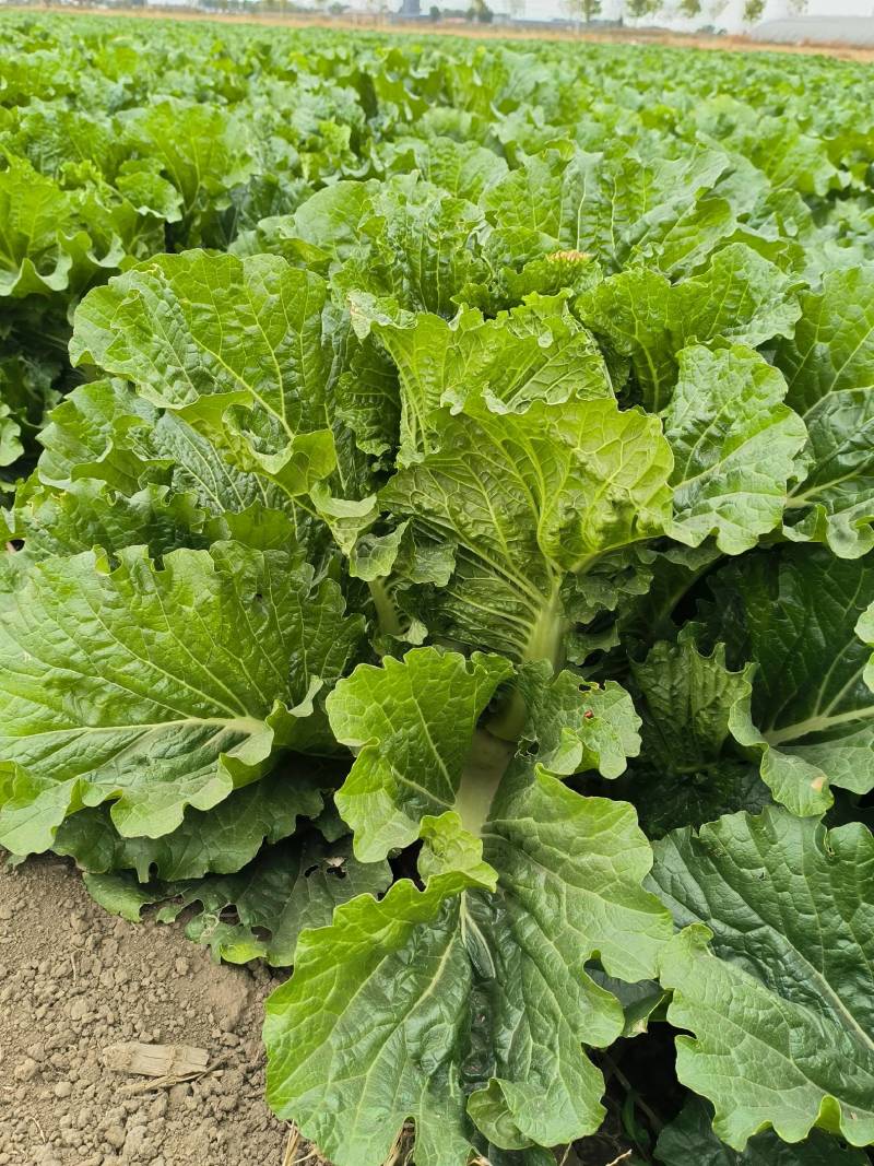 北京三号大白菜