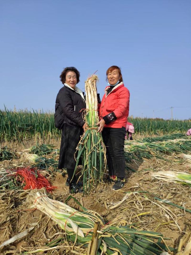 长白大葱正在热销