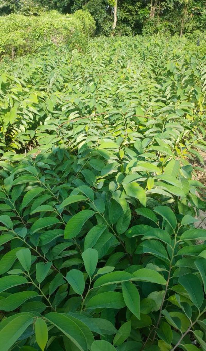 台湾释迦果苗自家嫁接苗AP大目凤梨释迦苗榴莲番荔枝苗