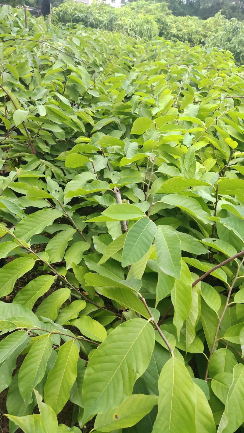 台湾释迦果苗自家嫁接苗AP大目凤梨释迦苗榴莲番荔枝苗