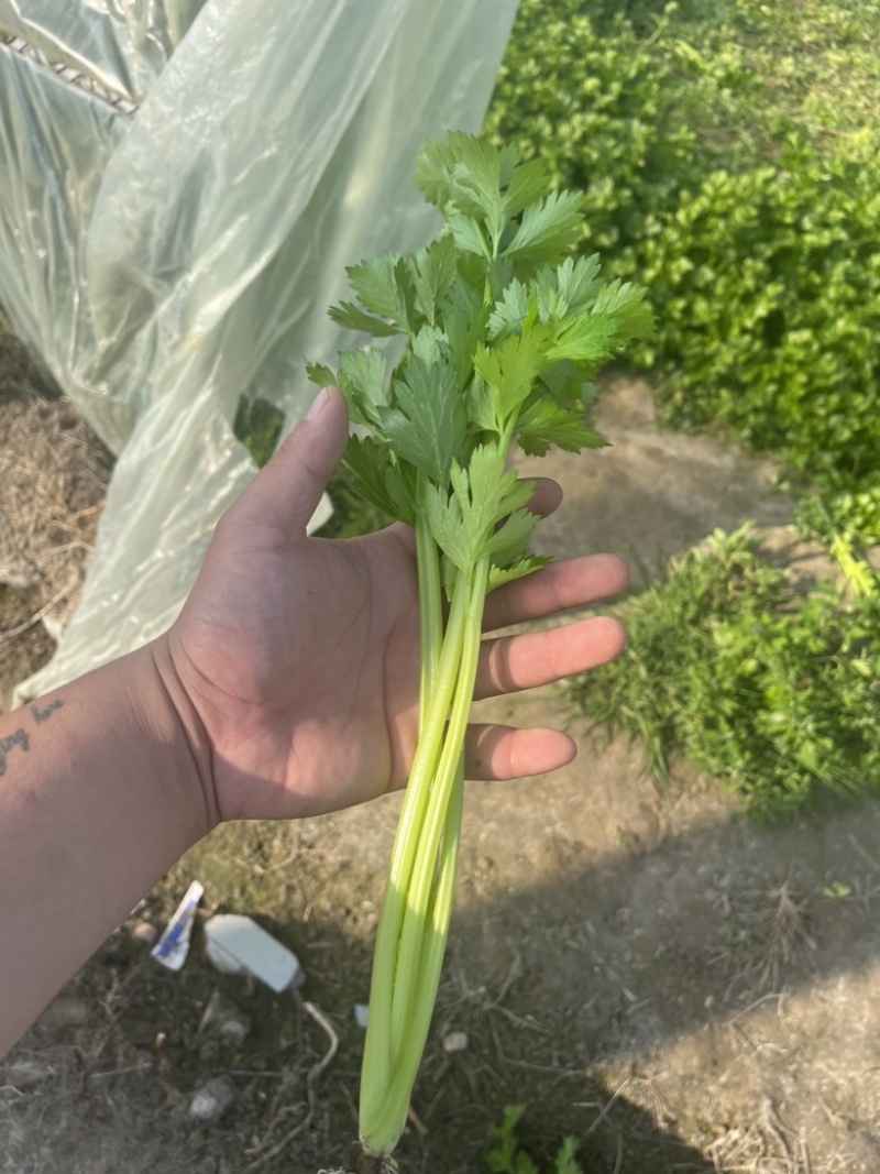 【精品】产地芹菜，大量上市，质量保证，货源稳定！