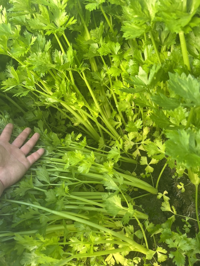 【精品】产地芹菜，大量上市，质量保证，货源稳定！