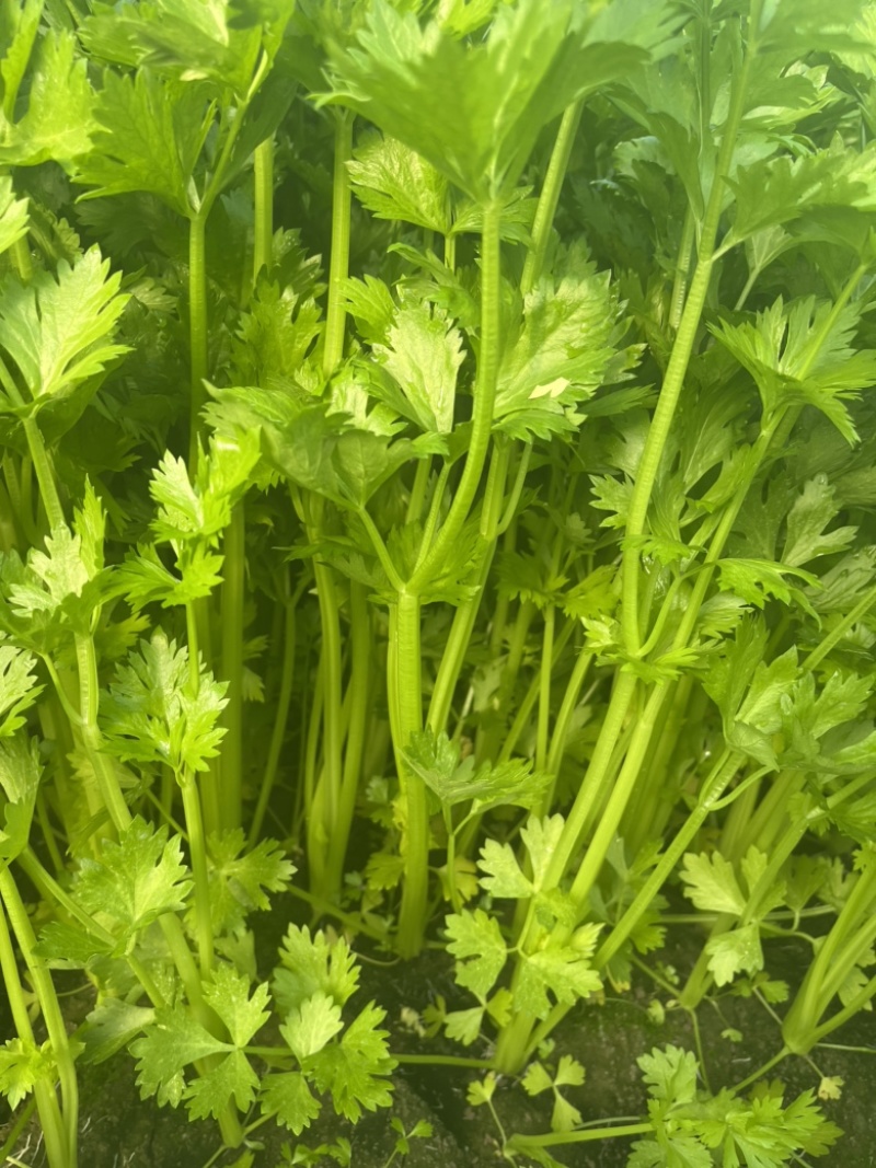 【精品】产地芹菜，大量上市，质量保证，货源稳定！