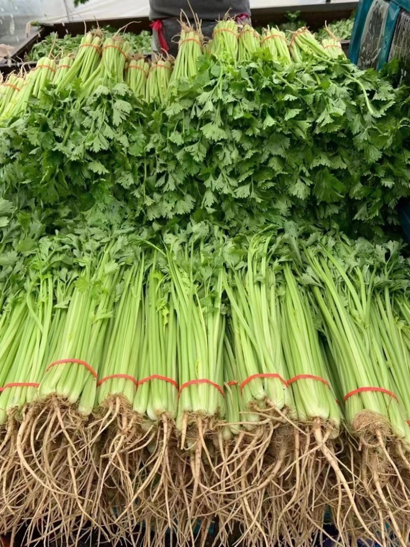 【精品】产地芹菜，大量上市，质量保证，货源稳定！