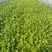 【精品】产地芹菜，大量上市，质量保证，货源稳定！