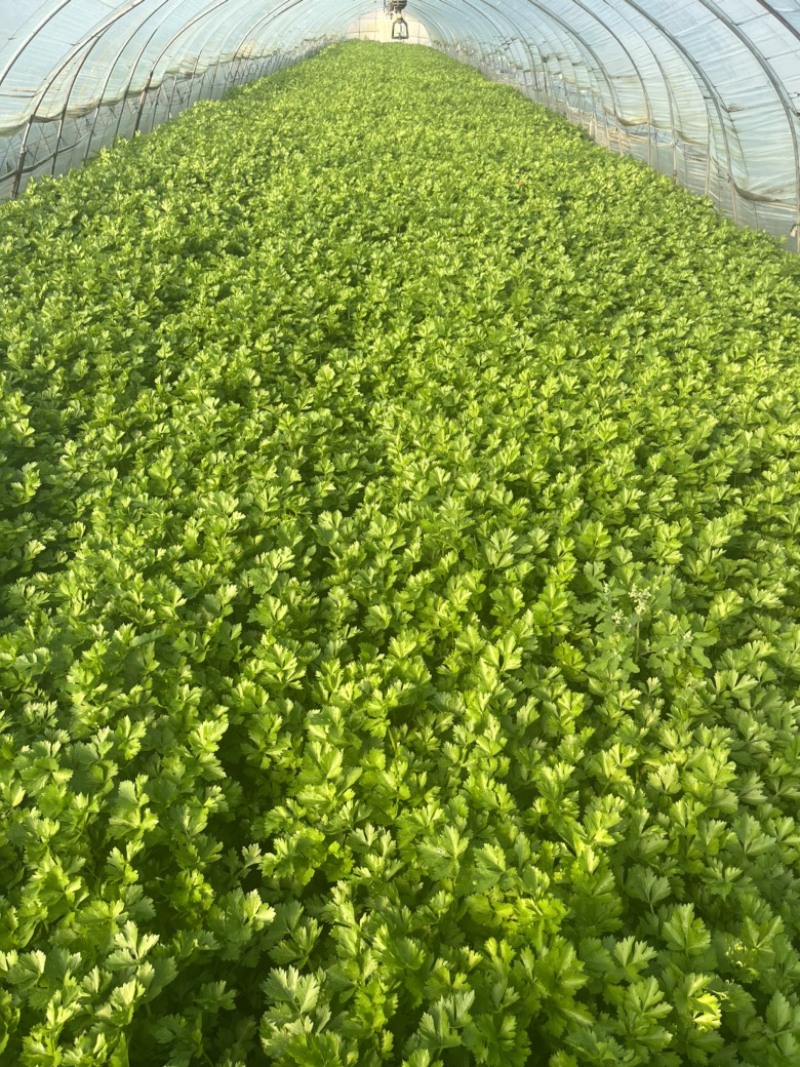 【精品】产地芹菜，大量上市，质量保证，货源稳定！