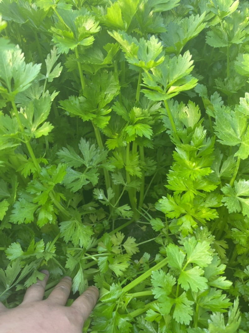 【精品】产地芹菜，大量上市，质量保证，货源稳定！