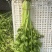【精品】产地芹菜，大量上市，质量保证，货源稳定！