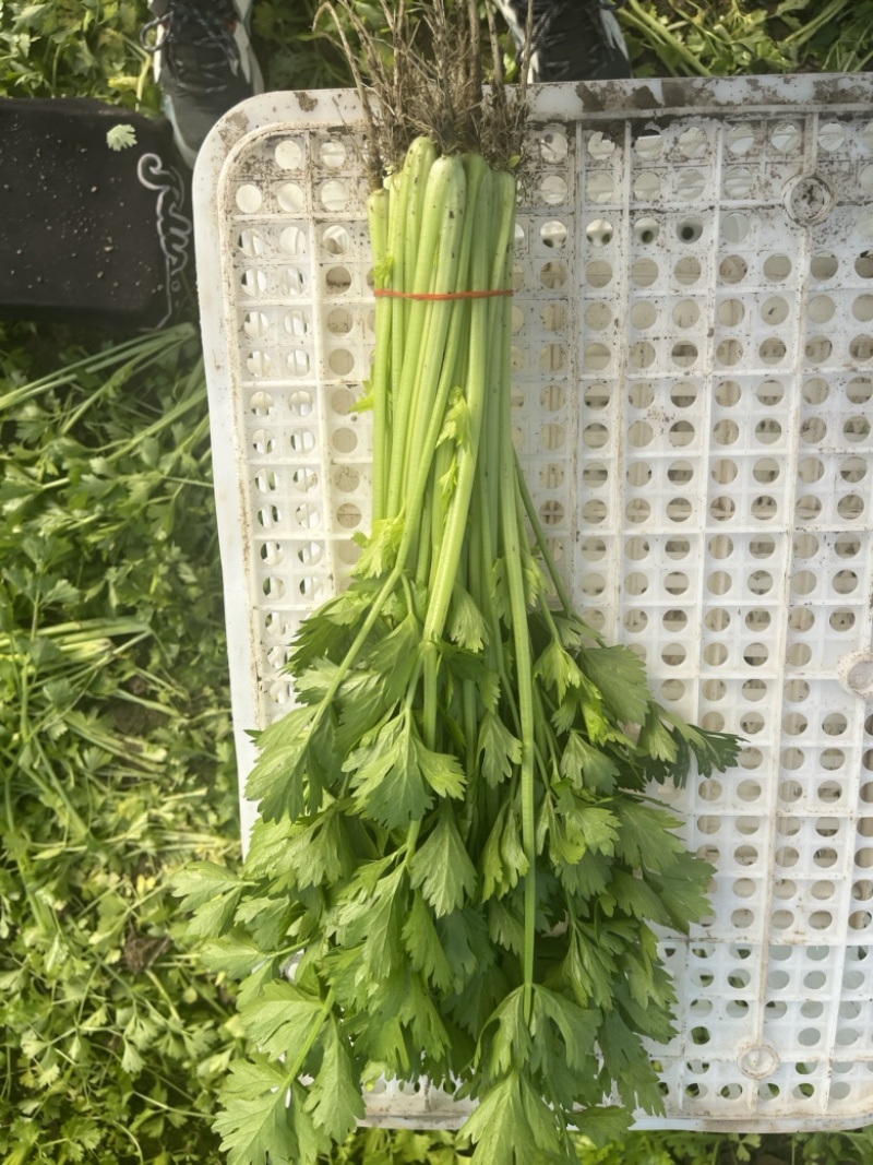【精品】产地芹菜，大量上市，质量保证，货源稳定！
