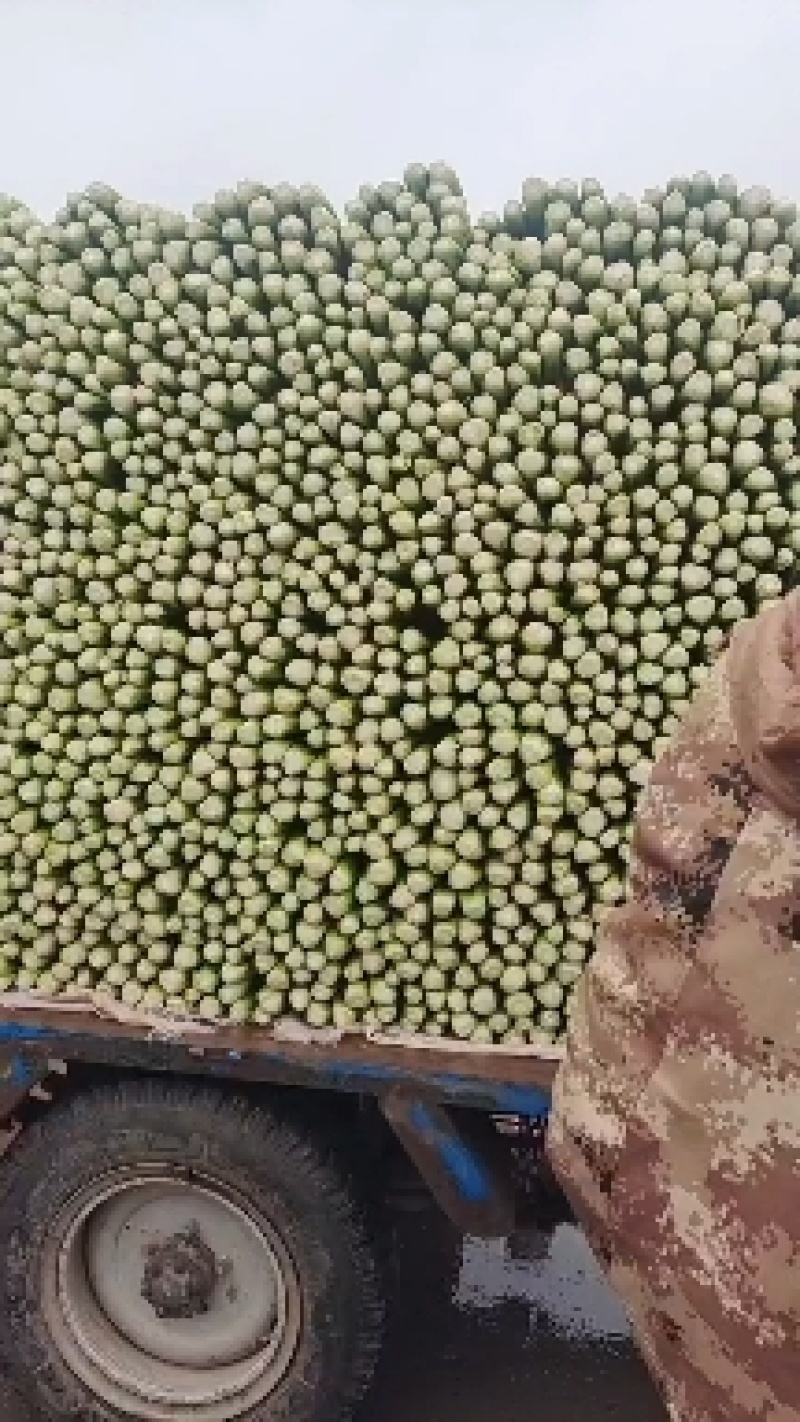 邯郸芹菜，大量上市中，质量好，价格优，可视频看货