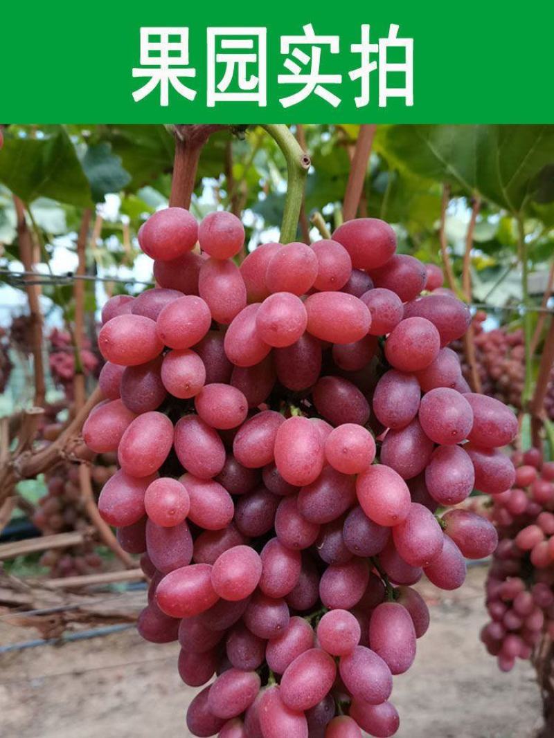 克伦生葡萄大量上市一手货源基地批发大量供应