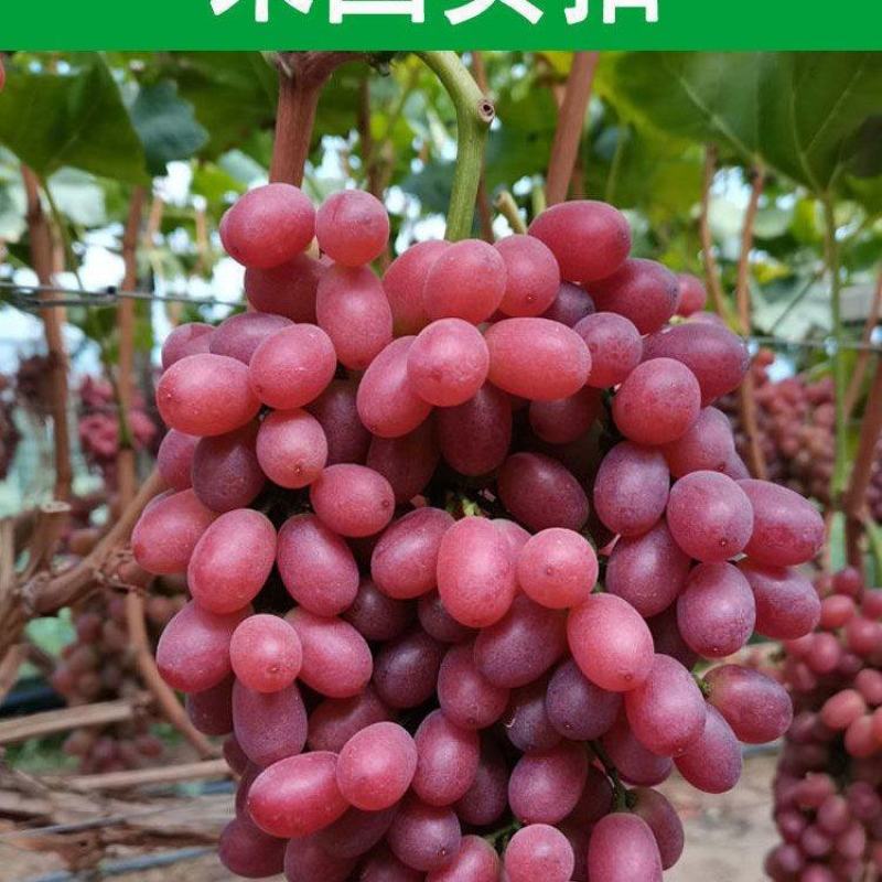 克伦生葡萄大量上市一手货源基地批发大量供应