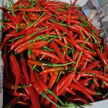 新鲜小米椒红椒一手货源，全国代收有质有量
