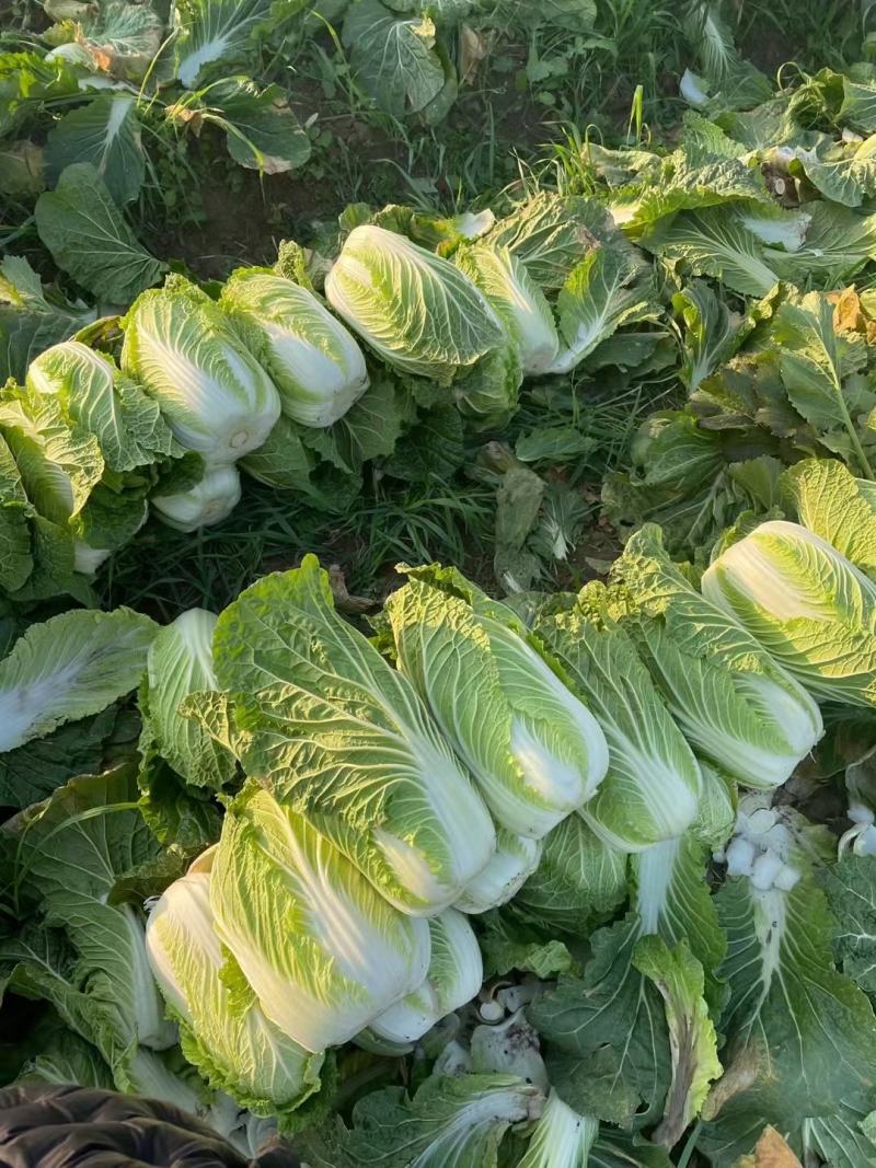 湖北黄心白菜矮棵品质保证，456斤量大价优惠