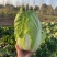 湖北黄心白菜矮棵品质保证，456斤量大价优惠
